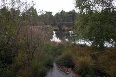 Grundloses Moor near Walsrode