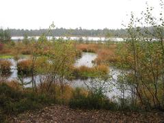 Grundloses Moor in Germany with dense vegetation and reflective water