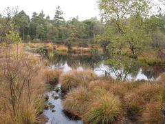 Grundloses Moor in Germany