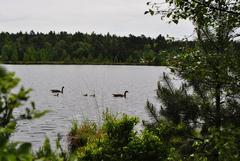 Family of geese relaxing on Grundlosen See