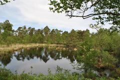 Scenic view of Kleiner See in Grundloses Moor nature reserve at sunrise