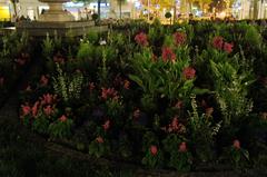 Gärtnerplatz at night with illuminated plants