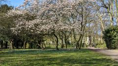 Magnolia blossom in Hammer Park, Hamburg