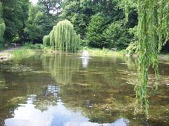 weeping willow by the pond in Hammer Park