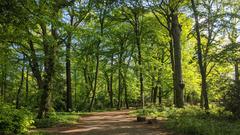 woodland path in Hammer Park