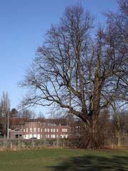 historical linden tree in Hammer Park, Hamburg