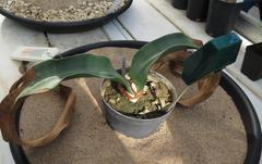 Welwitschia mirabilis in Hortus Botanicus Amsterdam