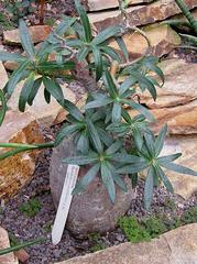 Pachypodium succulentum in bloom at Hortus Botanicus Amsterdam