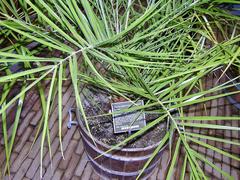 Phoenix loureiroi Mountain Date Palm in Hortus Botanicus Amsterdam