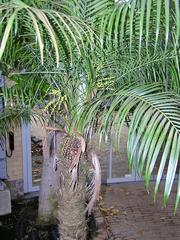 Dwarf Date Palm tree (Phoenix roebelenii) in Hortus Botanicus Amsterdam