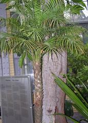 Phoenix roebelenii DWARF DATE PALM