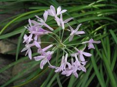 Aristea cyanea flower at Hortus Botanicus in Amsterdam