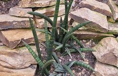 Sansevieria fischeri plant in Hortus Botanicus Amsterdam