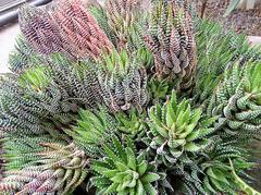 Haworthiopsis coarctata plant in Hortus Botanicus Amsterdam