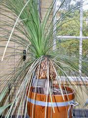 Xanthorrhoea quadrangulata plant in Hortus Botanicus Amsterdam