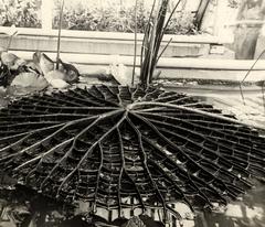 Victoria Regia water lilies in bloom at Hortus Botanicus in Amsterdam, 1922