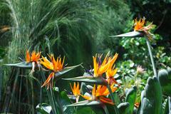 Strelitzia reginae flower in Hortus Botanicus, Amsterdam