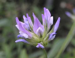 Arabian pea plant in bloom