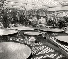 Victoria amazonica in bloom at Hortus Botanicus Amsterdam in 1922