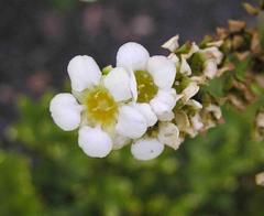 Boykinia major plant at Hortus Botanicus, Amsterdam