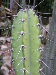 Echinopsis deserticola cactus in Hortus Botanicus Amsterdam