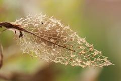 Centaurea benedicta leaf in autumn