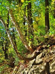 Curved tree in scenic landscape