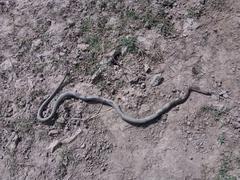 killed snake in Gwalior