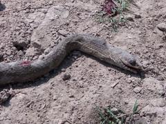 Killed snake in Gwalior, India