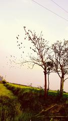 lush green landscape with numerous birds on a tree in Gwalior