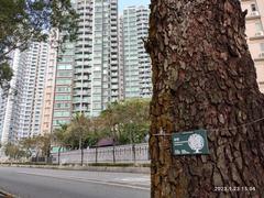 Ma On Shan Promenade Waterfront Ning Tai Road in January 2023