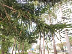 Ma On Shan Promenade Waterfront at Ning Tai Road in January 2023