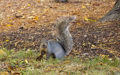 Eastern gray squirrel in Grant Park, Chicago