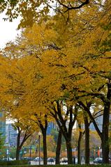 Autumn trees in Chicago