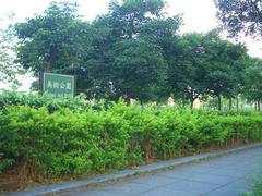 Taipei Art Park with Taipei 101 in the background