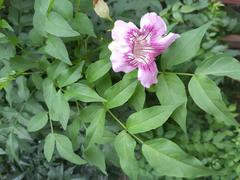 Kwun Tong Promenade Garden flora with pink flowers