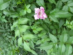 Kwun Tong Promenade Garden pink flowers