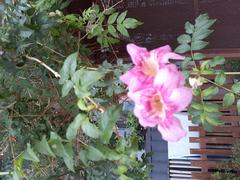 Kwun Tong Promenade Garden flora pink flowers June 2021