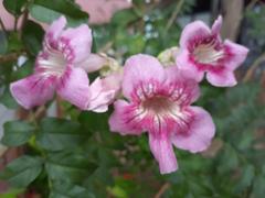 Kwun Tong Promenade Garden flora with pink flowers, June 2021