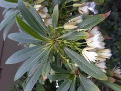 White flowers at Kwun Tong Promenade Garden, June 2021