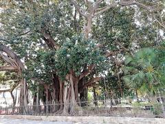 Trees in Piazza Marina with a view of Palazzo Chiaramonte - Steri