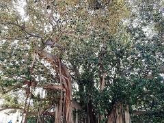 Piazza Marina trees with Chiaramonte - Steri Palace