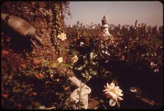 antique pottery sets with elegant hybrid roses and flowering plants on a penthouse terrace