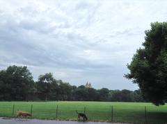 Central Park in New York City