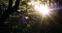 setting sun bursting through trees lighting up Tupelo Meadow