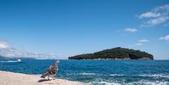 Watchful pigeon at the Porporela pier with Lokrum Island in the background