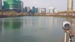 Seokchon Lake cherry blossoms in 2020