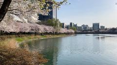 Seokchon Lake with Cherry Blossoms