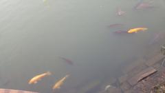 Fish in Seokchon Lake Park