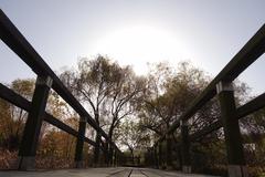 Yeouido Saetgang Ecological Park wooden bridge